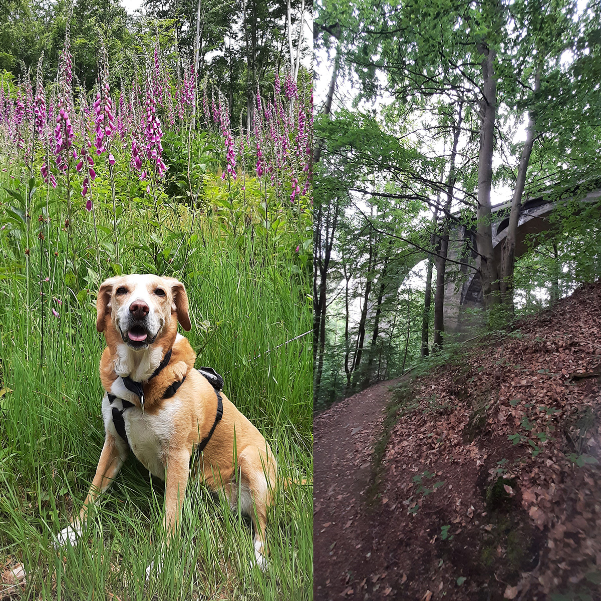 Hundewandertour ldt zu Naturerlebnissen ein