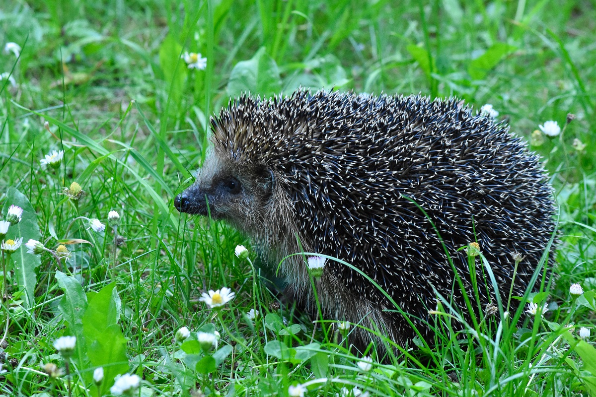 In einem Rasen, wo auch noch Gnseblmchen und Klee hochkommt, fhlt sich nicht nur der Igel wohl. Mhroboter entwerten diesen Lebensraum und tten viele Kleintiere. (Foto: Immo Vollmer) 