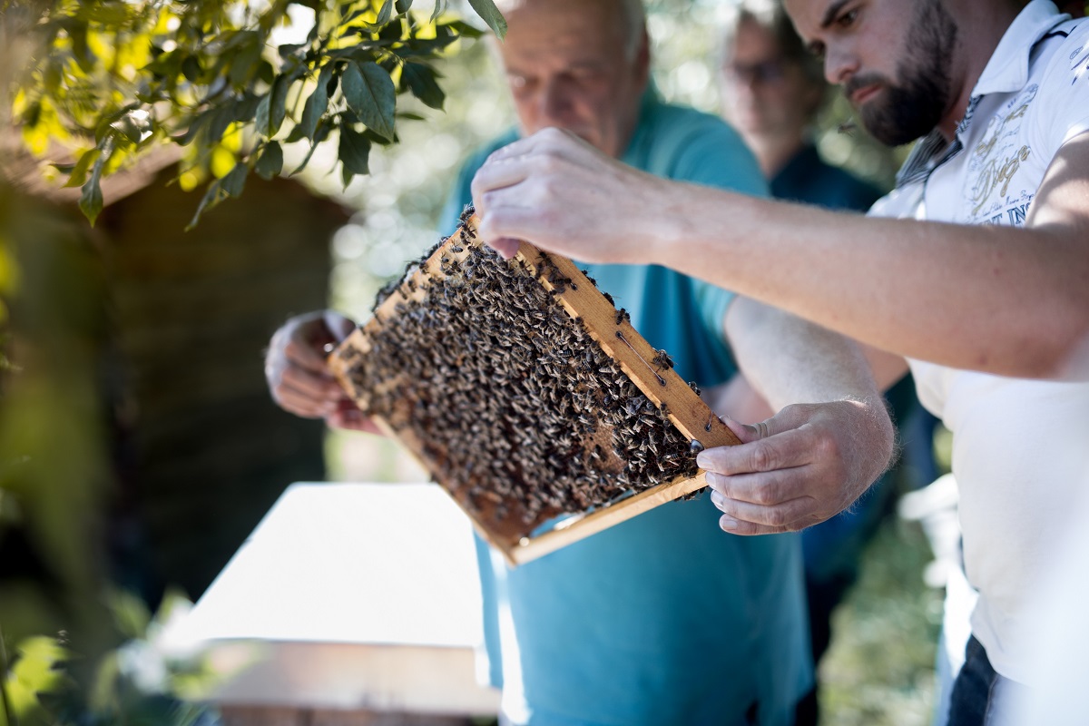 Auf "Du und Du" mit den Bienen fhrt der Imkerkurs von Mellifera - und zeigt dabei, wie man diese faszinierenden Insekten ihrem Wesen gem hlt. (Foto: Mellifera)