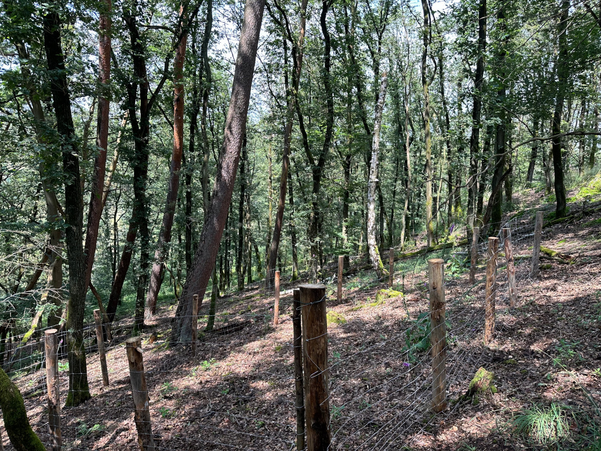 Waldschutz in Ingelbach: Jger und Waldinteressenten arbeiten Hand in Hand