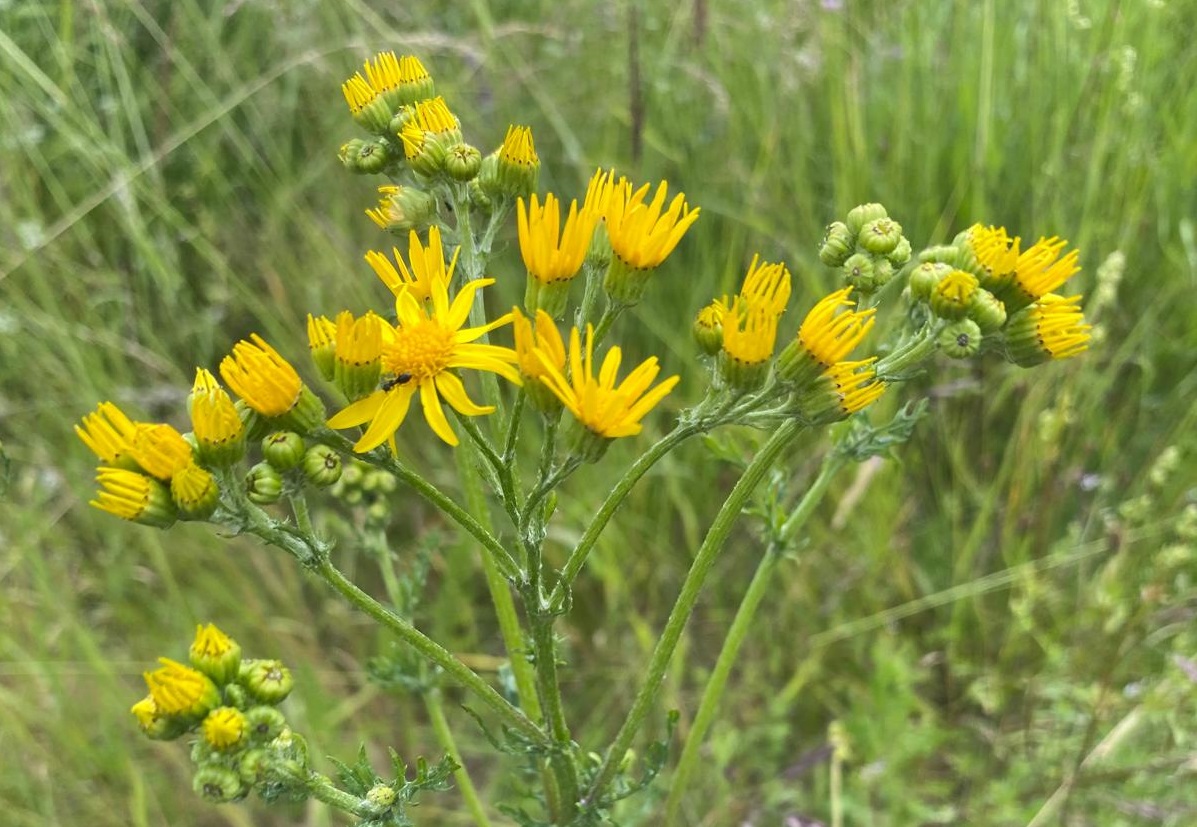 Aktion gegen die Ausbreitung von Jakobskreuzkraut und Staudenlupine im Westerwald