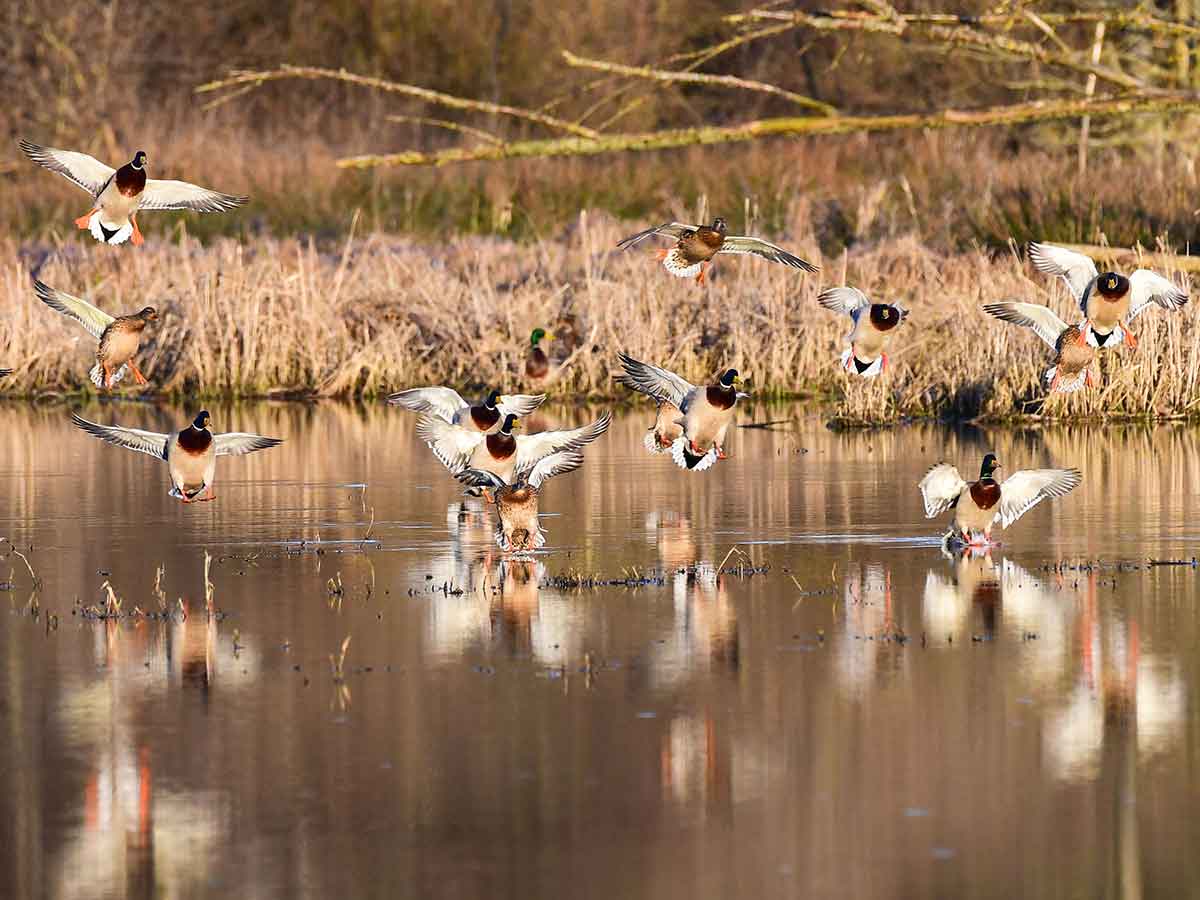 Stockenten im Landeanflug am Biberweiher Freilingen. (Foto: Harry Neumann/NI) 