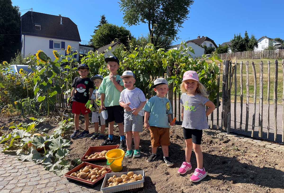 Die Kita-Kinder ernteten eine reichliche Menge Kartoffeln. (Foto: privat)