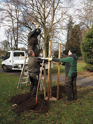 Die Mitarbeiter der Grtnerei pflanzten zwei Esskastanien im Stadtpark. Foto: Stadt Bendorf