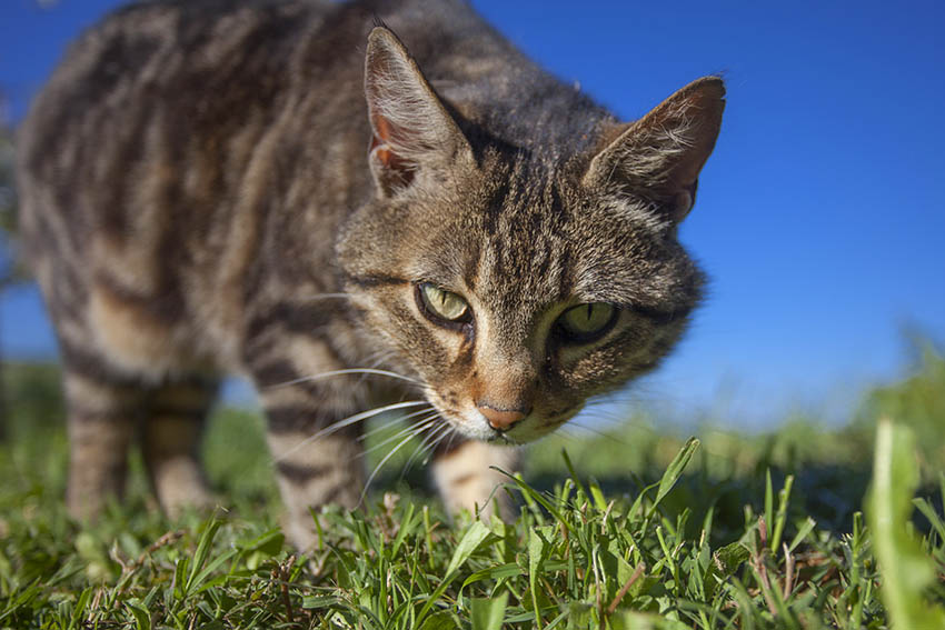 Hausbesitzer verweigert Rettung einer Katze