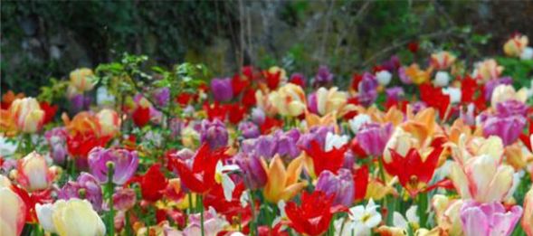 Tulpenmeer im Keukenhof. Foto: Veranstalter