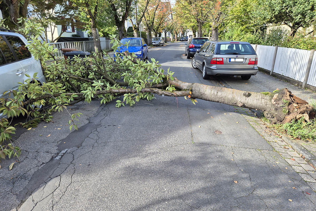 Kranke Kirschbume mssen in Neuwied weichen 