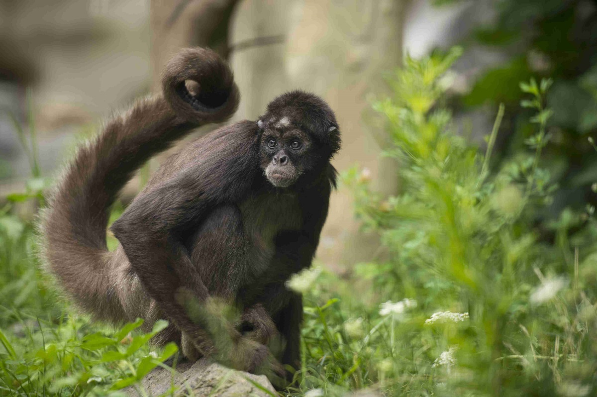 Tobende Kletterknstler: Die Braunen Klammeraffen im Zoo Neuwied begeistern