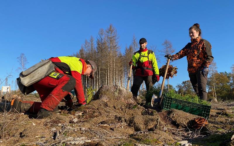 Das Pflanz-Team auf der Trocknes-Flche bei Katzenthal: v.l. Lukas Wirths, hat gerade seine Lehre begonnen, Forstwirtschaftsmeister Tobias Greb und Teresa Hamburger, die derzeit das Pflichtpraktikum whrend ihres Forststudiums absolviert. (Fotos: KathaBe)