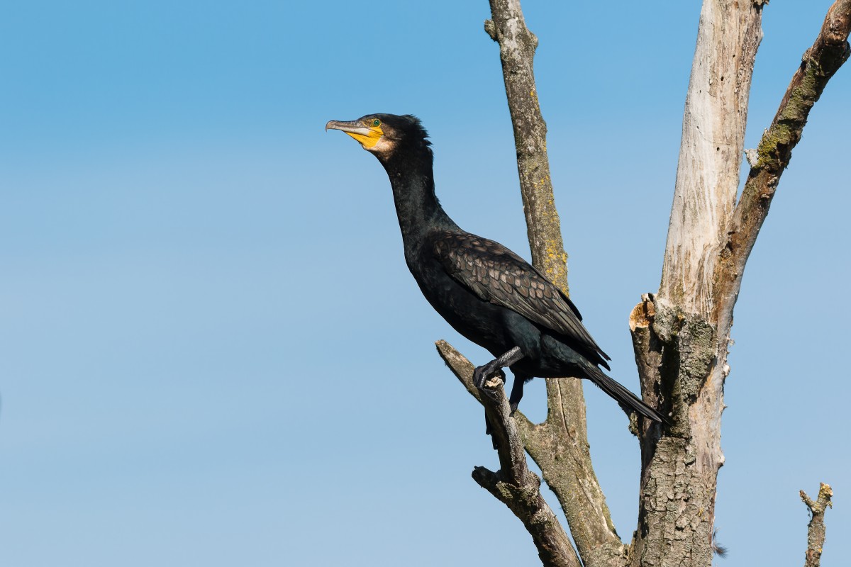 Kormoran (Foto: Gnter Hahn/Naturschutzinitiative e.V. (NI))