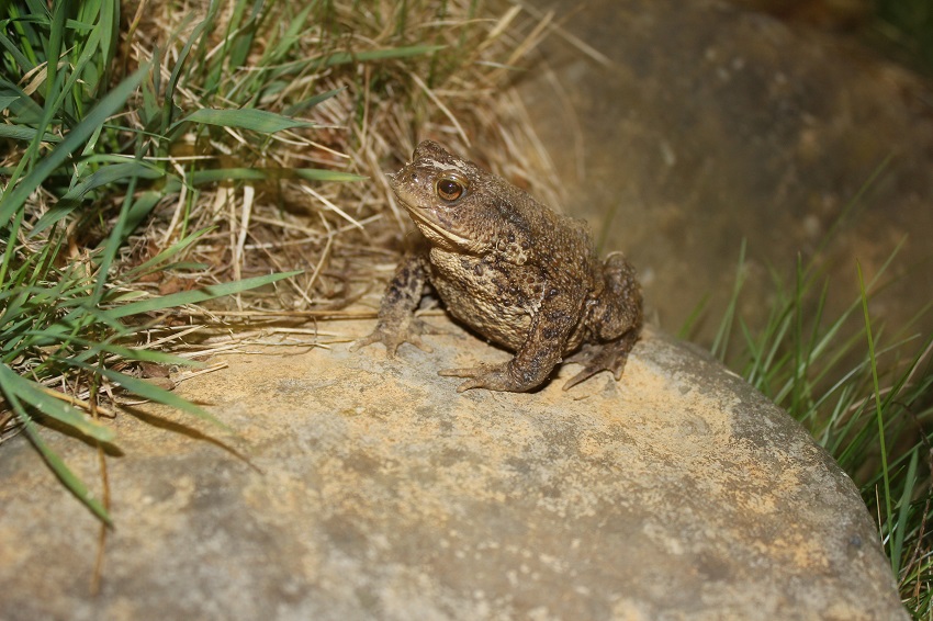 Treffen von Amphibienfreunden im Imhuserbachtal 