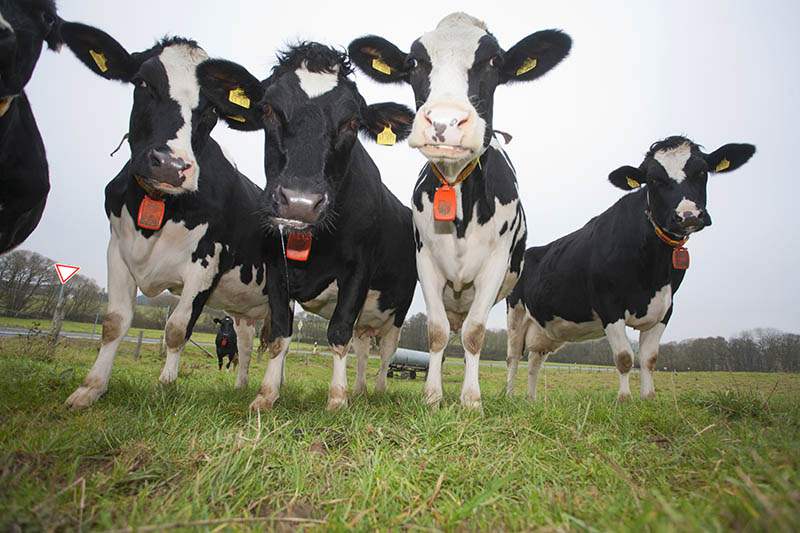 Mit steigender Nachfrage nach regionalen Produkten durch die Konsumenten, so der Tenor im Gesprch von Grnen-Politikern und Bauernverband, werde auch das Angebot der regionalen Erzeuger gestrkt. (Symbolfoto: Kuriere) 