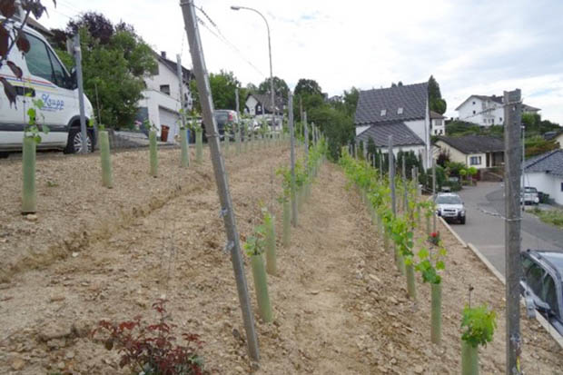 Mit rund 12.000 Euro frdert die EU auch den Lehrweinberg der Ortsgemeinde Ockenfels. Jetzt haben Interessenten aus der Region Rhein-Wied erneut die Chance auf eine Frderung aus dem LEADER-Programm. (Foto: LAG)