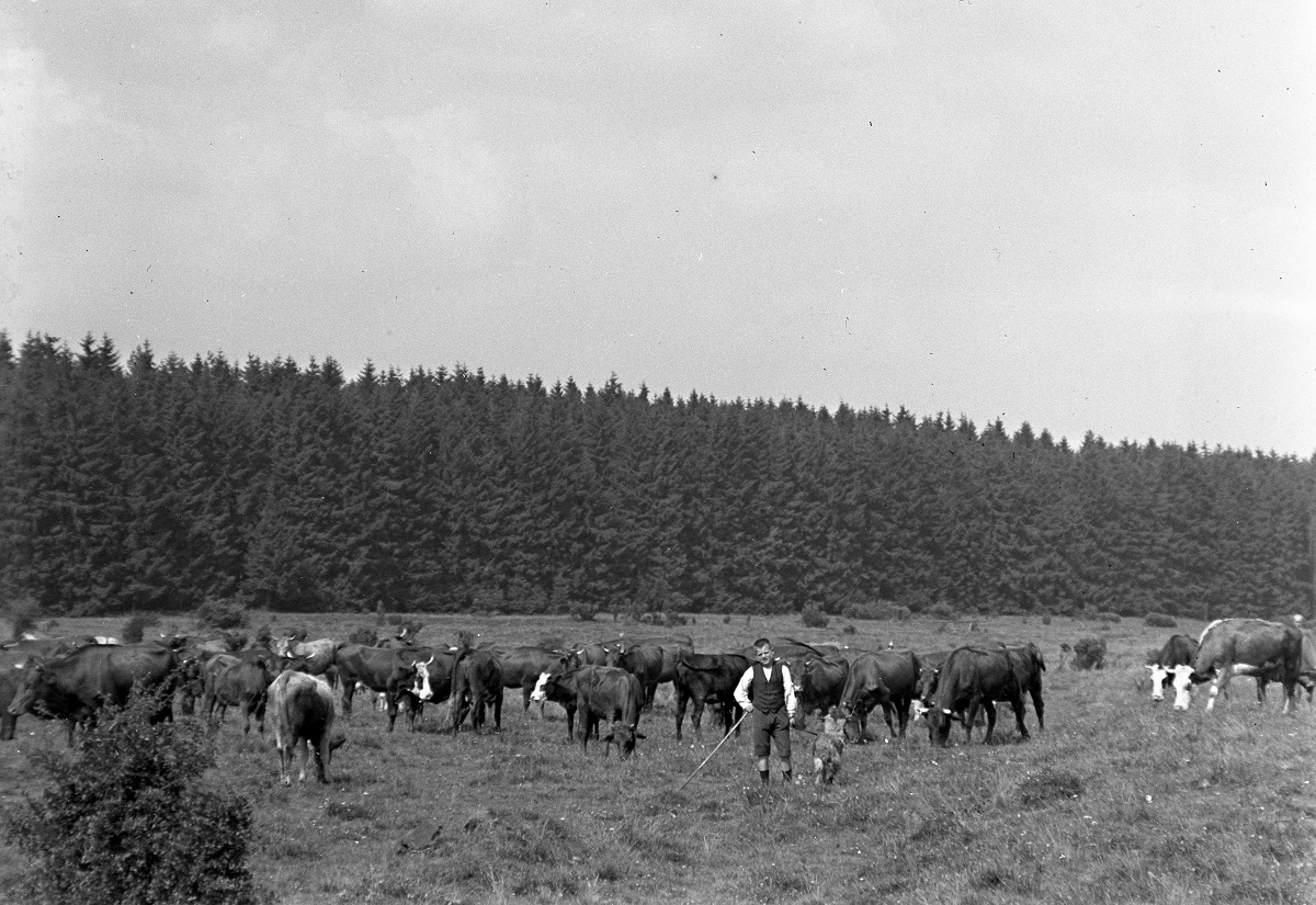 Viehherde mit Hirte auf einer Hutweide im Westerwald. (Foto: Landschaftsmuseum Westerwald)