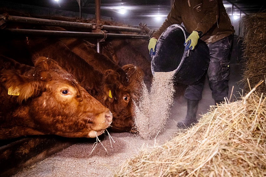 Jeden Morgen frh fttern, aber jetzt selbst auf Dit: Wer in der Landwirtschaft arbeitet, muss knftig um die Zusatzrente frchten. Davor warnt die Agrar-Gewerkschaft IG BAU. (Foto: IG Bau)