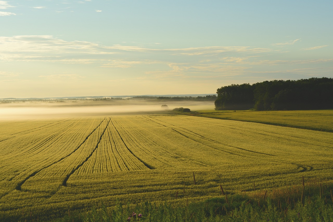 Mindestlohn-Debatte: Gefahr fr die Landwirtschaft?