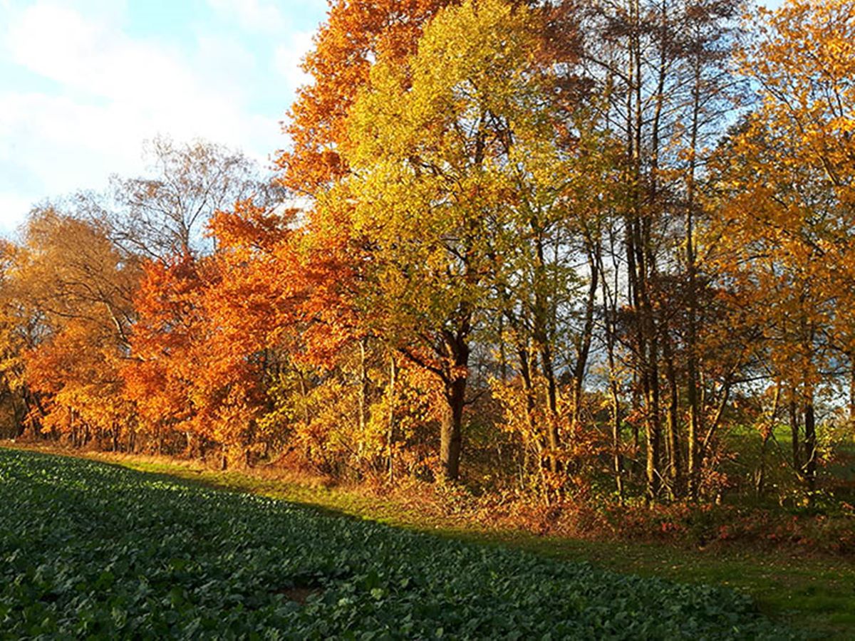 "Laub im Herbst": Wer steht in der Pflicht?