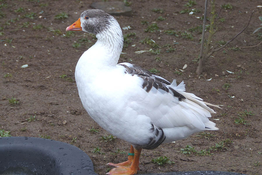 Bedrohte Gnserasse im Zoo Neuwied - Die Leinegans