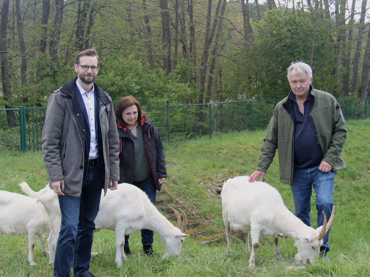 Niederelbert naturnah: Ziegen im Einsatz als Grnpfleger