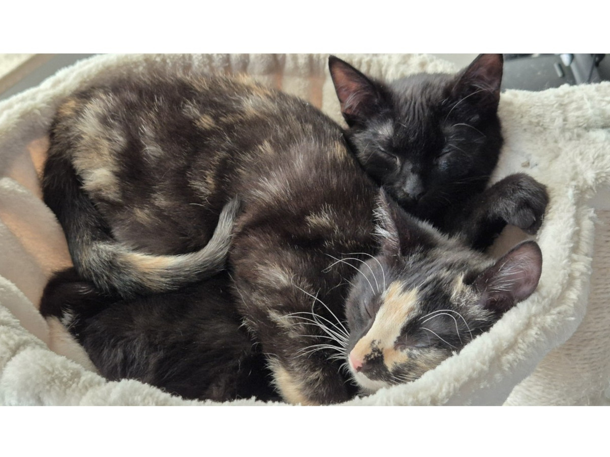 Zwei Katzenkinder suchen ein Zuhause: Momo und Levy