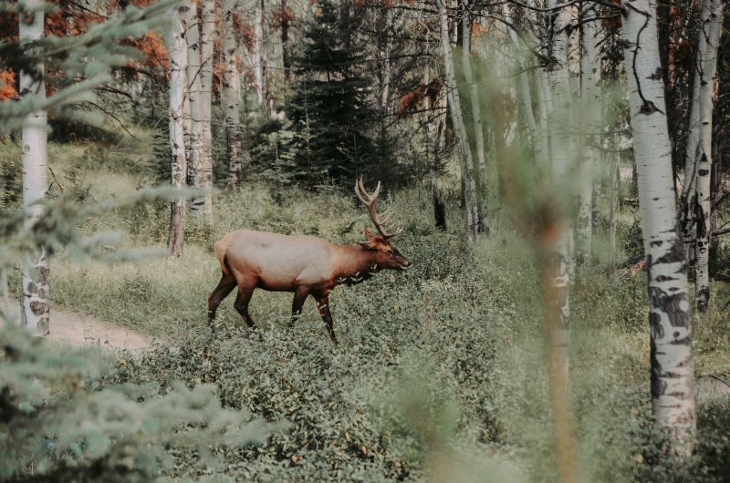 Dem Wild folgen: Pirschen & Spurenlesen rund um "MONREPOS". Foto: Veranstalter