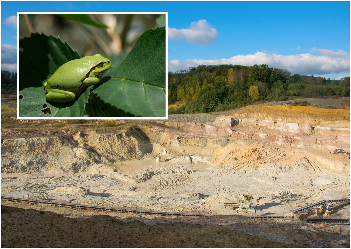 Tongrube bei Niederahr (Foto: Immo Vollmer, NI) Kleines Foto: Laubfrosch (Hyla arborea).( Foto: Ingo Khl, NI)