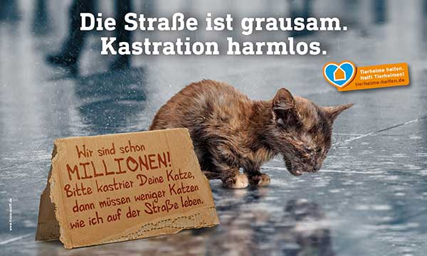 Braucht die VG Hachenburg eine Katzenschutzverordnung?