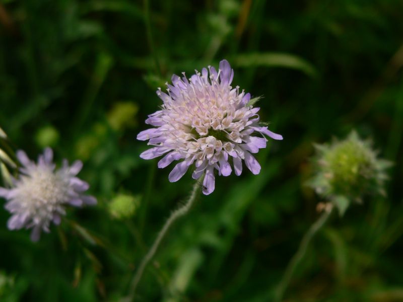 Skabiosen-Flockenblume. Foto: K. Kindgen