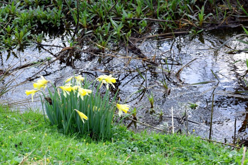 Wilde Narzissen. Foto: Veranstalter