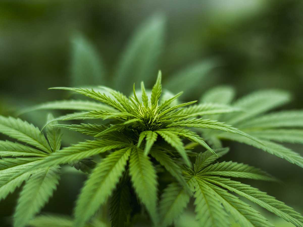 Freie Whler (FW) Neuwied lehnen Modellprojekt Marihuana fr Neuwied ab