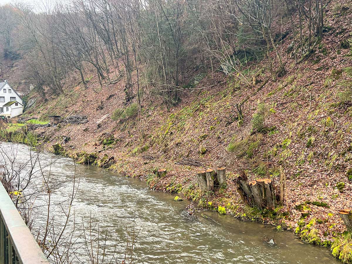 Ungenehmigte Fllungen von Uferbumen am Saynbach in Isenburg. (Foto: Theo Neutzling/Naturschutzinitiative)