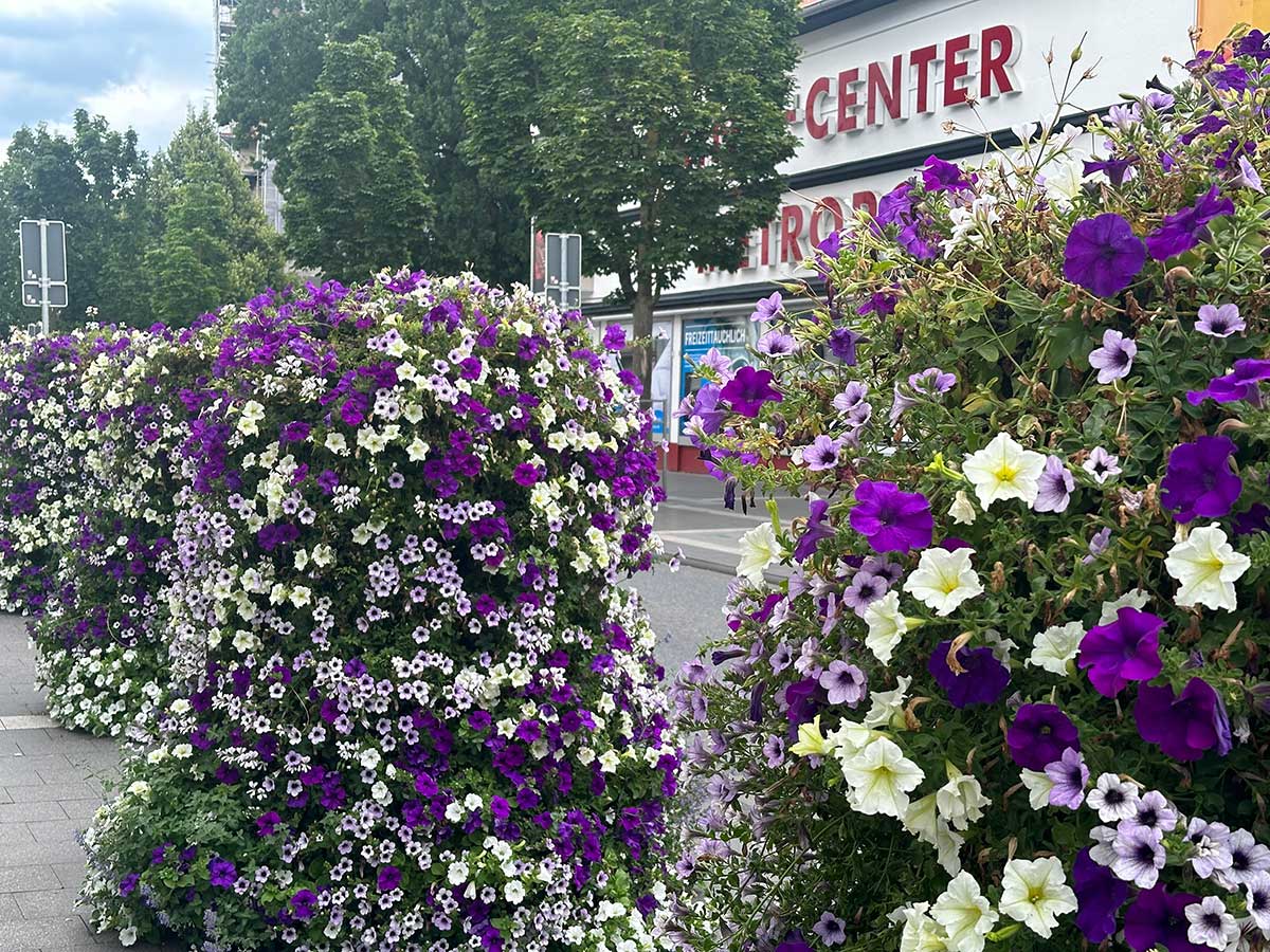 Blumenkbel auf dem Theatervorplatz und in der Heddesdorfer Stae. (Foto: Ulf Steffenfauseweh)