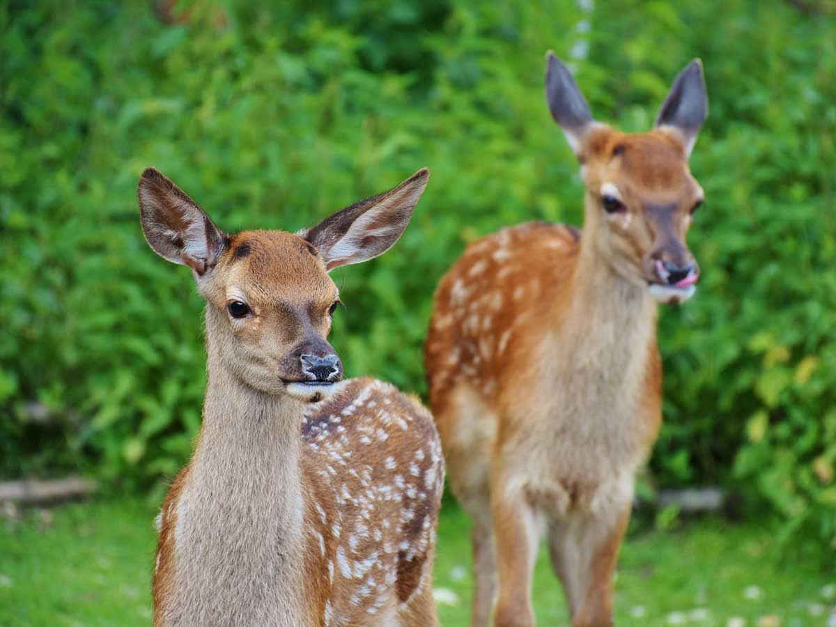 Zwei Rehe mischten sich in Schafsherde