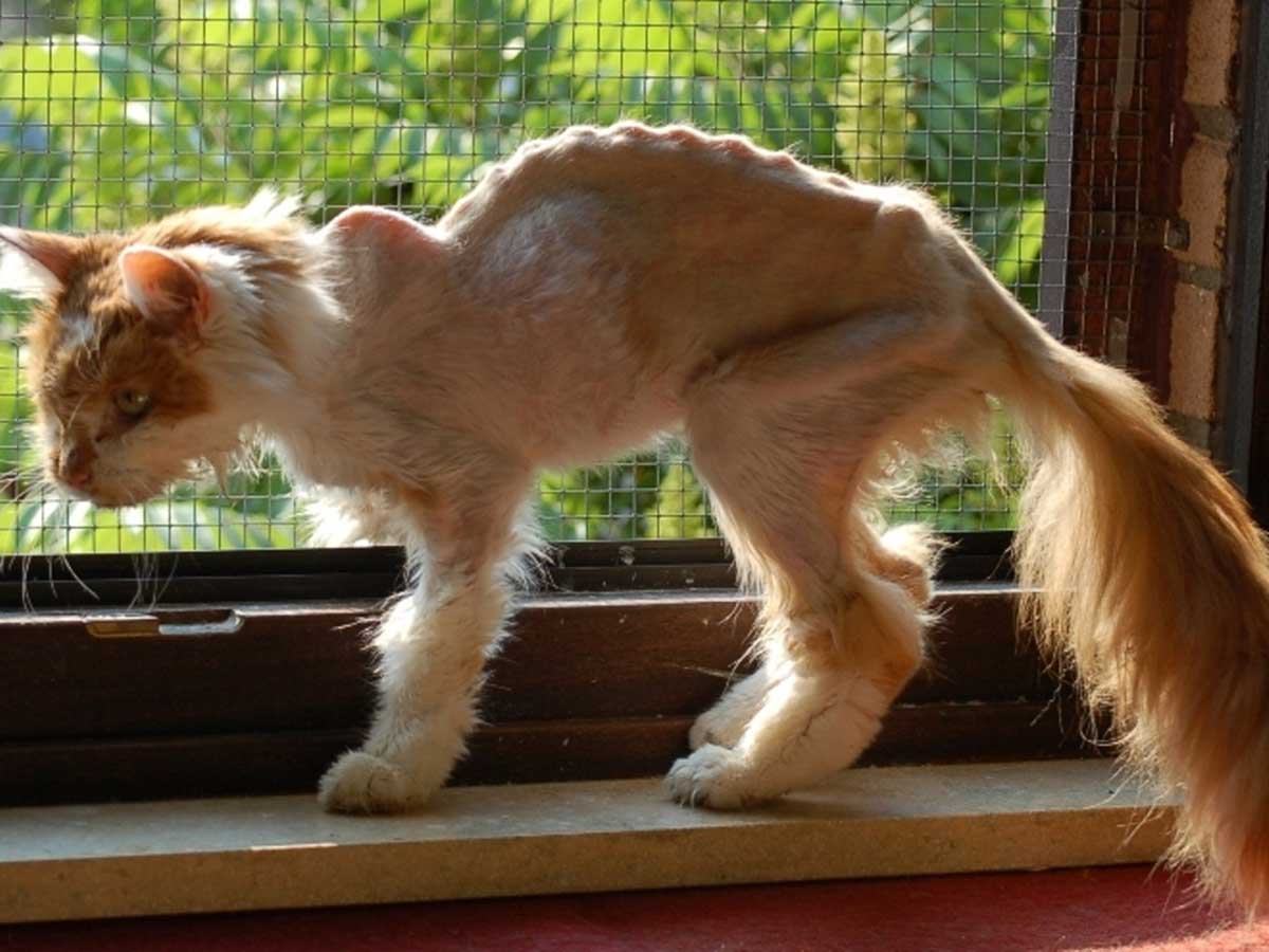 Es braucht klare Regelungen zum Schutz der Katzen. (Foto: Tierschutz Siebengebirge/Katzen-Team)