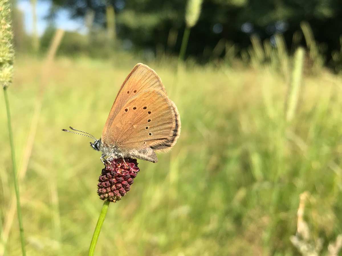 Der seltene Wiesenknopf-Ameisenbluling. (Foto: SNU)