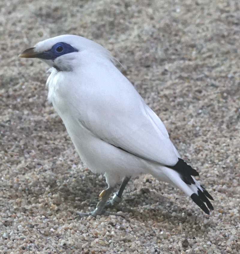 Vogelstimmen-Spaziergang im Zoo Neuwied