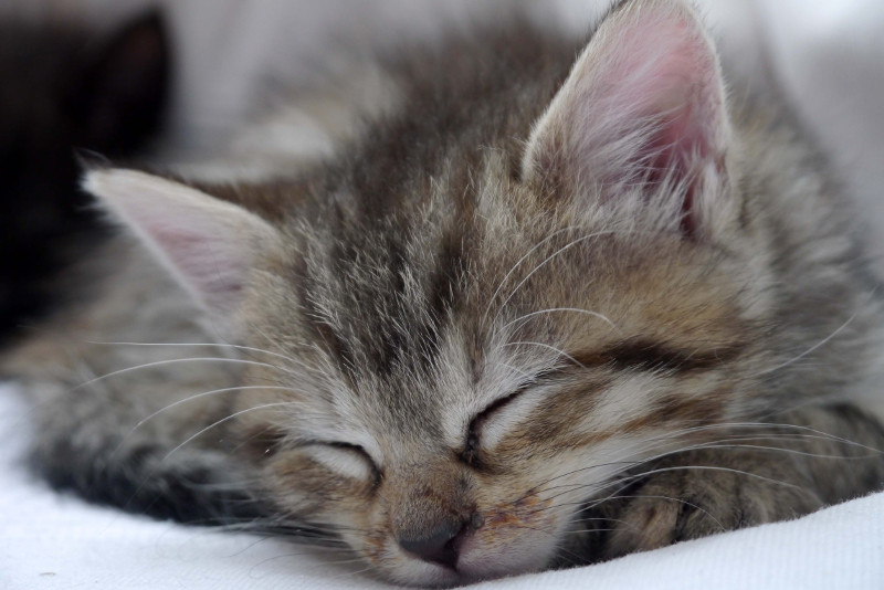 Babykatzen sind s und finden im Tierschutz meist schnell ein Zuhause  wenn sie zahm sind und Menschen mgen. Foto: Doris Litz
