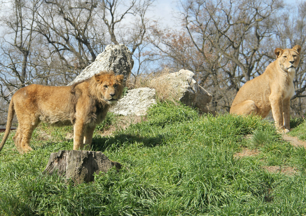 Junglwe Thabo hat in seinem neuen Zuhause bereits Lwin Farida kennengelernt. (Fotos: Zoo Neuwied)