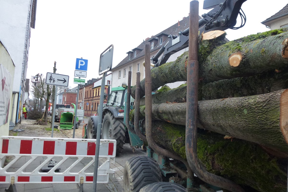 Umgestaltung des Neuwieder Marktplatzes: Warum mussten 29 Linden gefllt werden?