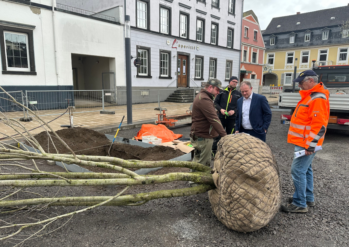 Neuwieder Marktplatz: Baustelle ist im Zeitplan, Neuanpflanzungen haben begonnen