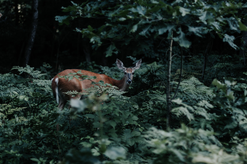 Was verbirgt sich denn da im Unterholz? Spurenlesen will gelernt sein. Foto: Monrepos