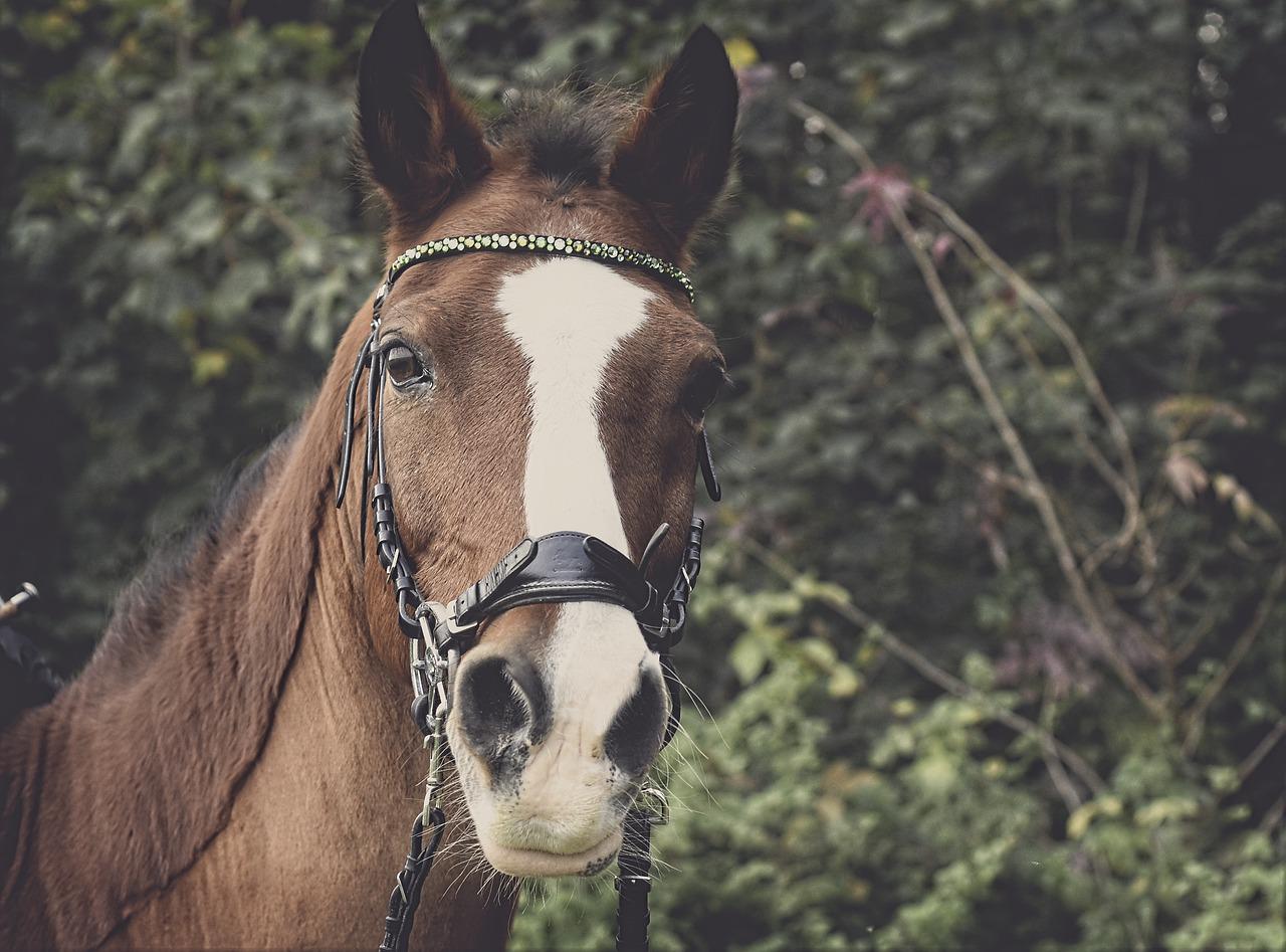 458 Jahre ununterbrochene Tradition: Heddesdorfer Pfingstreiter reiten auch 2022 wieder