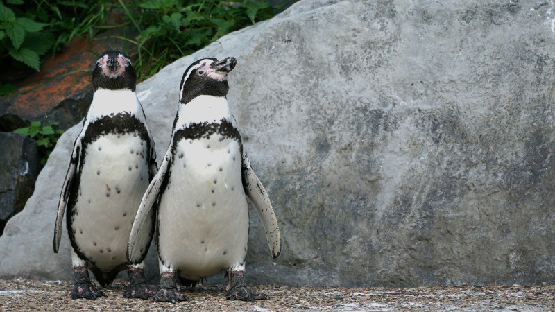 Pinguin-Aktionstag im Zoo Neuwied