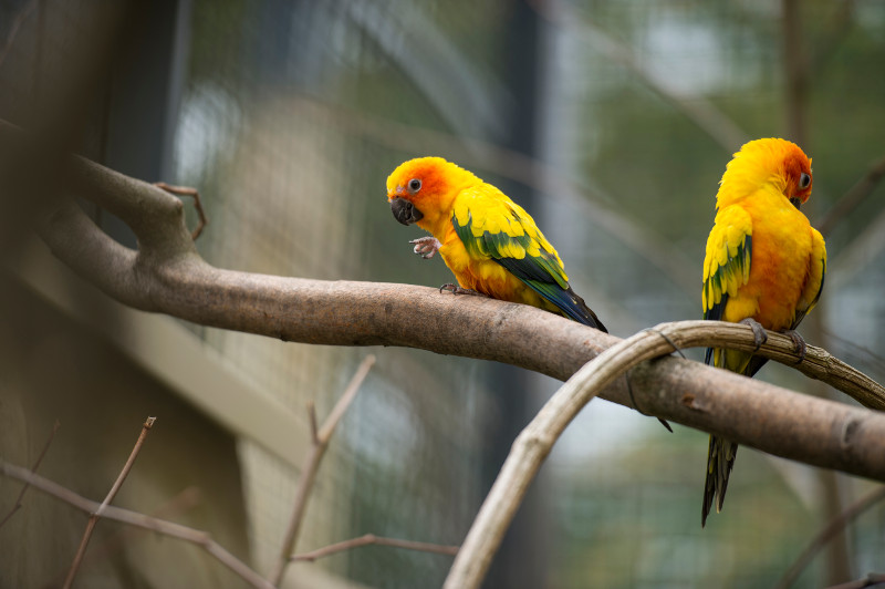 Sonnensittiche bringen nicht nur im Herbst Farbe in die Welt. Foto: Zoo Neuwied