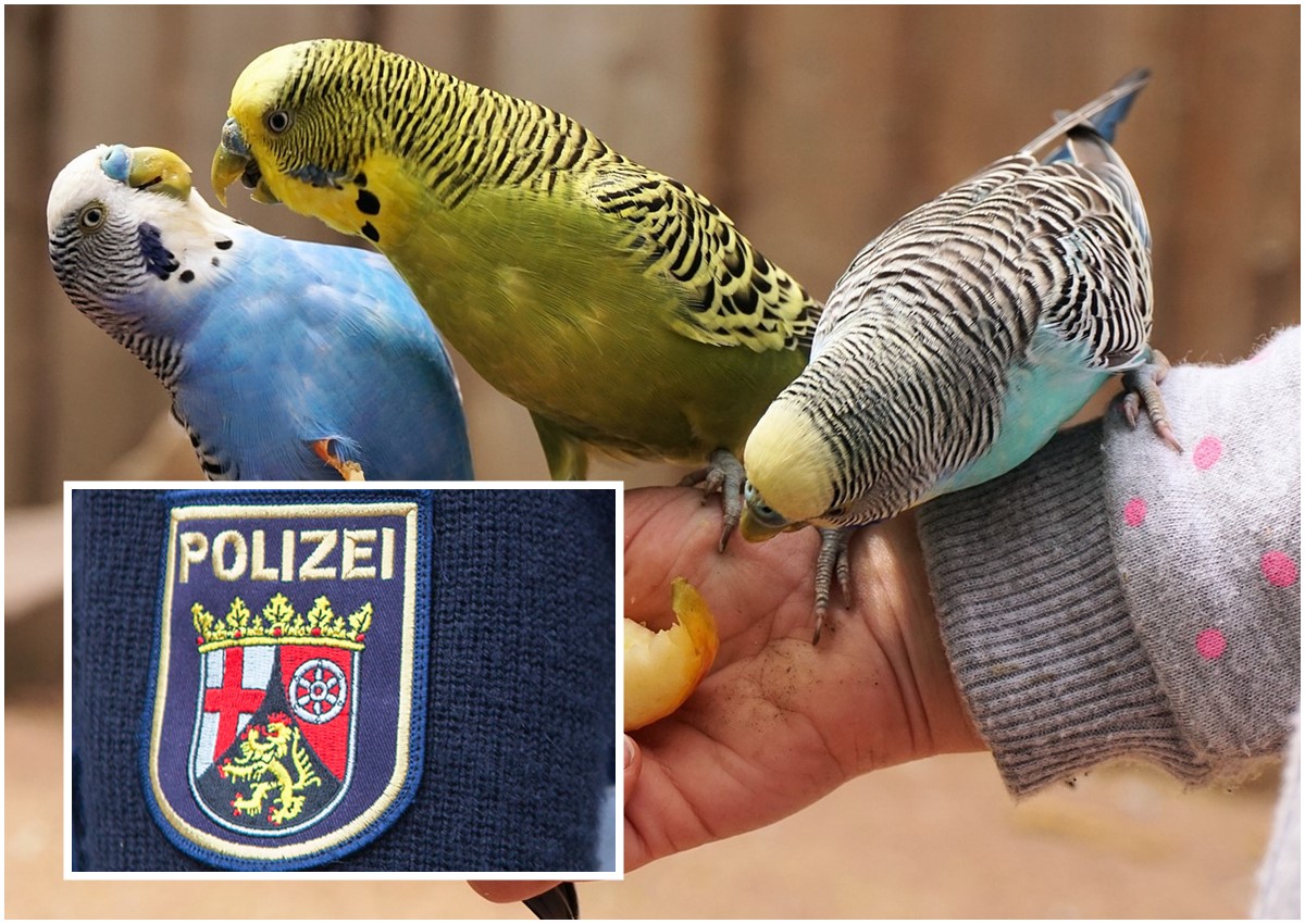 Kurioser Vogeldiebstahl in Neuwied: Wellensittiche im Wert von 560 Euro verschwunden