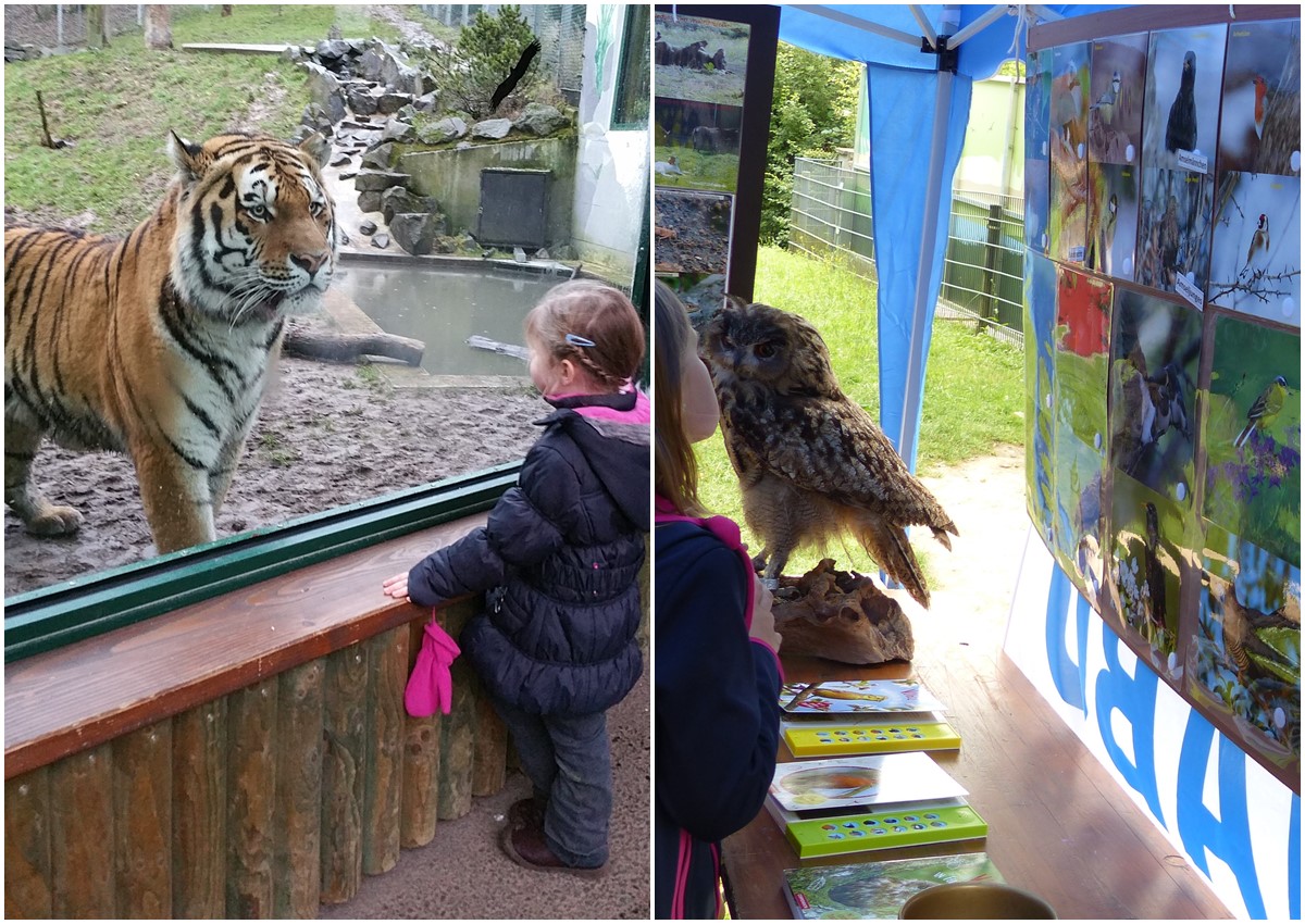 Auch Tiger Ivo wird beim Artenschutz-Fest dabei sein. (Fotos: Zoo Neuwied, Alexandra Japes)