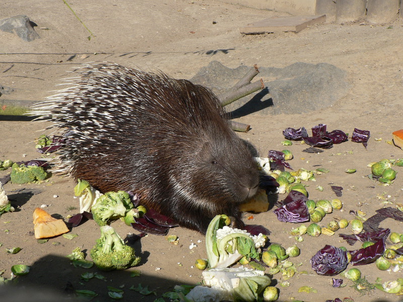 Die Stachelschweine im Neuwieder Zoo brauchen ein neues Gehege. Foto: Zoo Neuwied