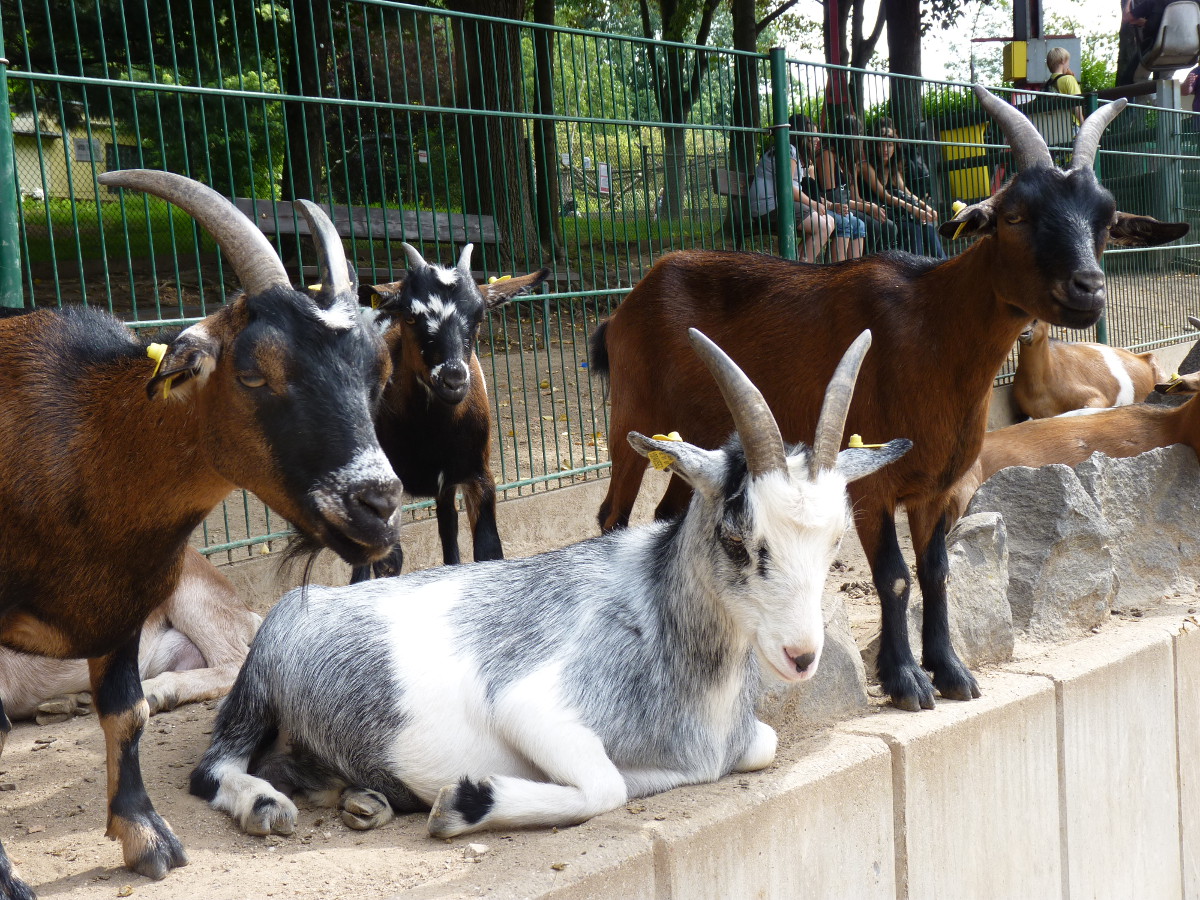 Die Zwergziegen erhalten zwar viel Aufmerksamkeit, werden aber trotzdem nicht ausreichend gewrdigt. (Foto: Zoo Neuwied)