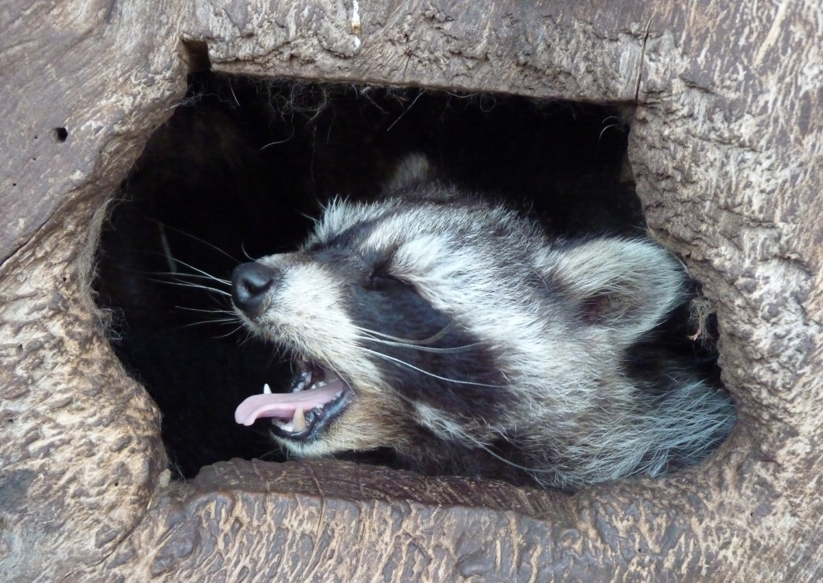 Auch die Waschbren im Neuwieder Zoo werden im Winter sehr mde... (Fotos: Zoo Neuwied)