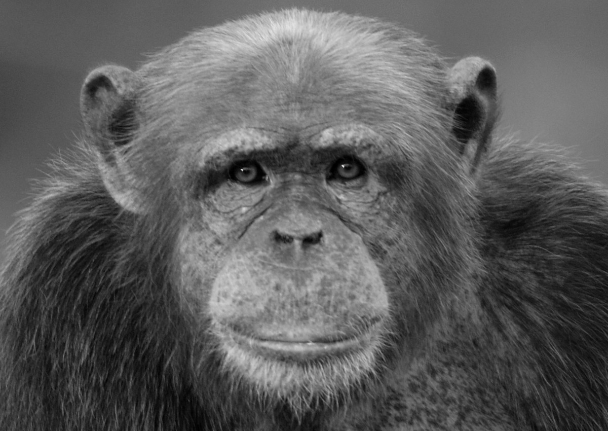 Der 29-jhrige Schimpanse Marlock ist im Neuwieder Zoo gestorben. (Foto: M. Stamm)